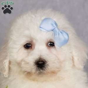 Jagger, Bichon Frise Puppy